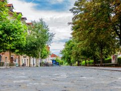 Straatbomen in acuut gevaar: 8 verenigingen stappen naar Grondwettelijk Hof